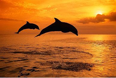 任天堂Live 2024将直播《塞尔达传说》音乐会